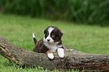 BERGER AUSTRALIEN PUPPIES 792